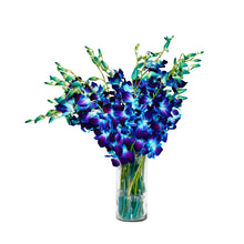 Load image into Gallery viewer, Tinted Blue Dendrobium Sonia Orchids