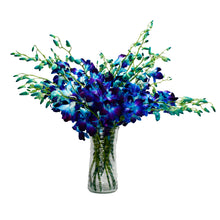 Load image into Gallery viewer, Tinted Blue Dendrobium Sonia Orchids