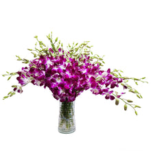 Load image into Gallery viewer, Sonia Dendrobium Purple Orchids
