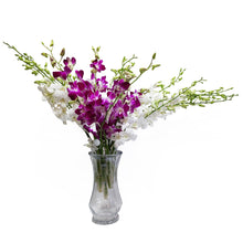 Load image into Gallery viewer, Sonia Dendrobium Purple &amp; White Orchids
