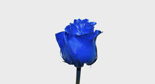 Load and play video in Gallery viewer, Specialty Roses - Blue