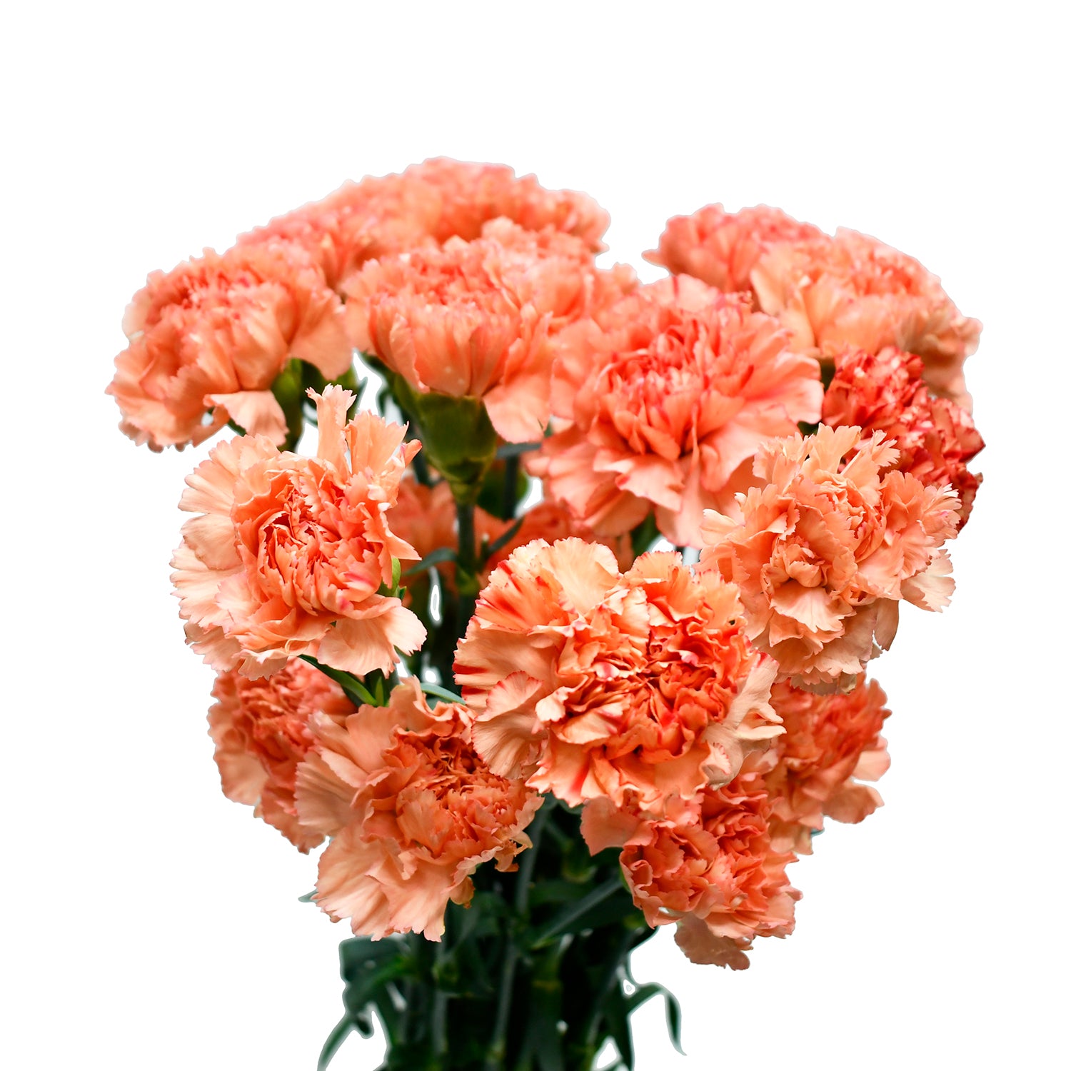 Orange Carnations