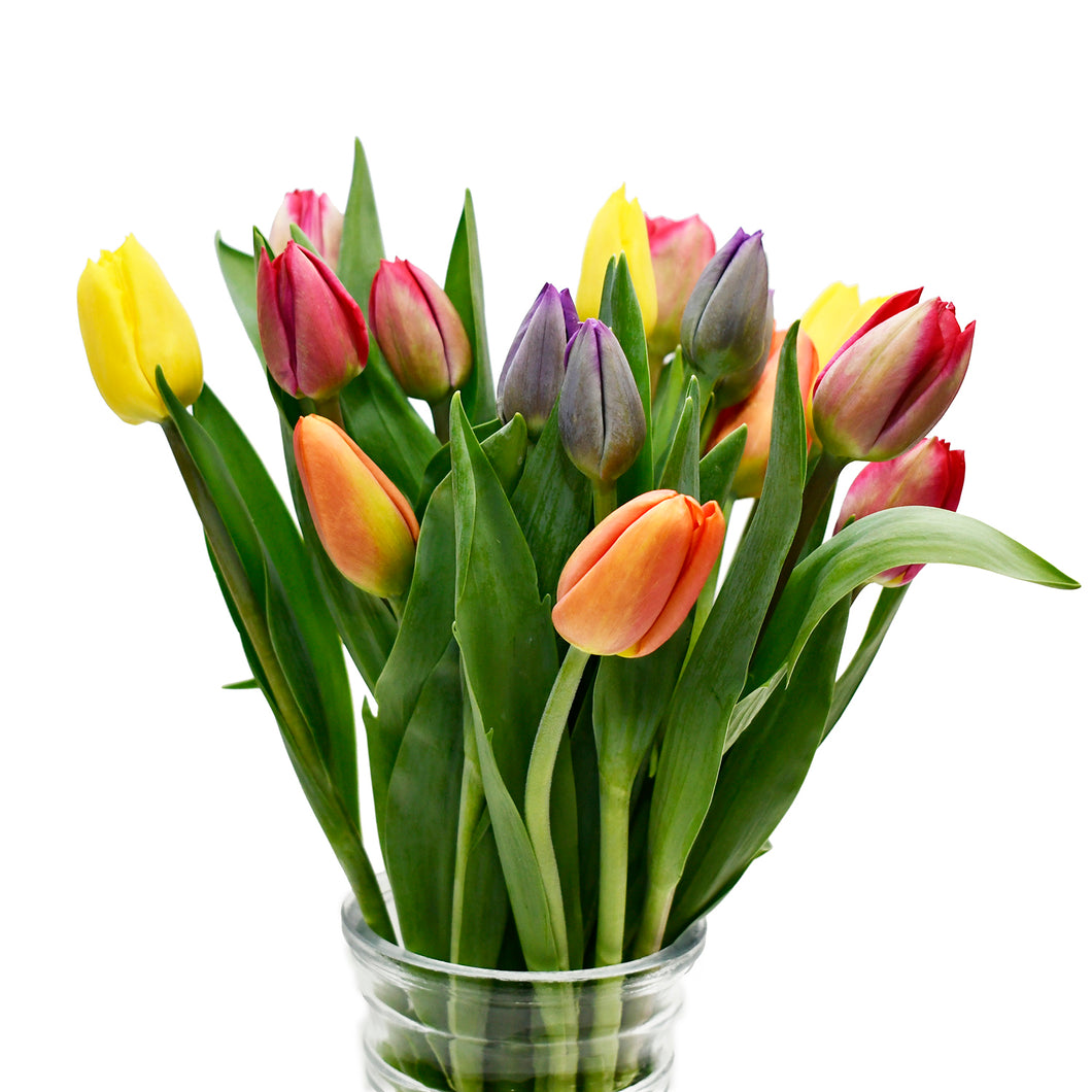 Medley Multi-Colors Tulips