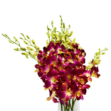 Load image into Gallery viewer, Tinted Yellow Dendrobium Sonia Orchids
