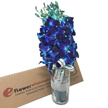 Load image into Gallery viewer, Tinted Blue Dendrobium Sonia Orchids