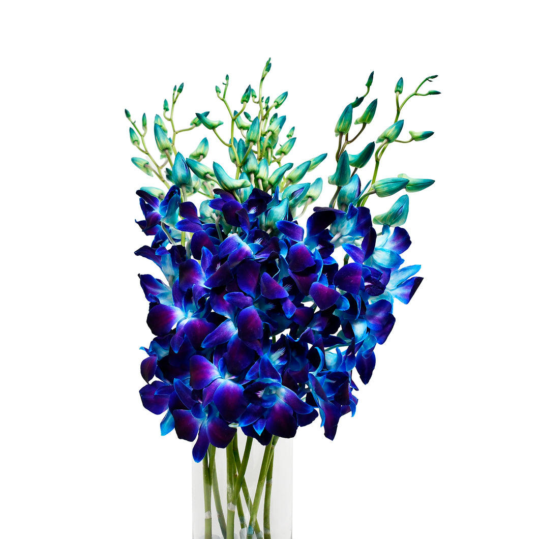 Tinted Blue Dendrobium Sonia Orchids