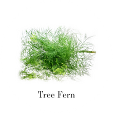 Load image into Gallery viewer, Hybrid Tea Roses - Light Pink