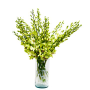 Jade Green Dendrobium Orchids