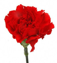 Load image into Gallery viewer, Red Carnations
