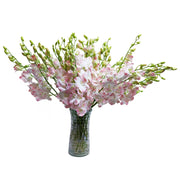 Peach Dendrobium Orchids