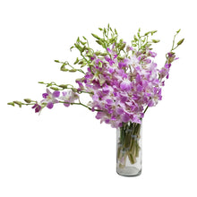 Load image into Gallery viewer, Sakura Light Pink/Lavender Dendrobium Orchids
