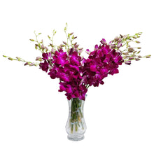 Load image into Gallery viewer, Miss Singapore Dendrobium Purple Orchids
