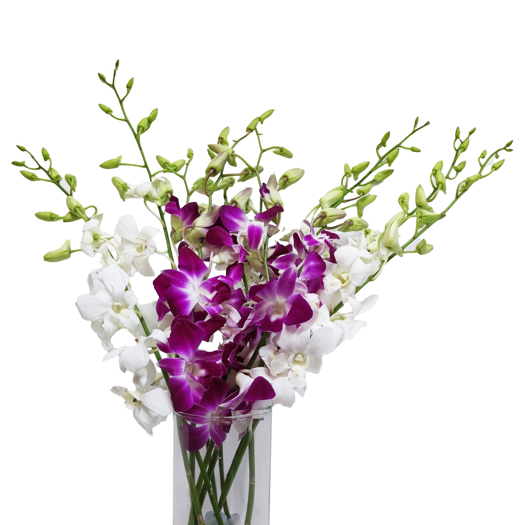 Sonia Dendrobium Purple & White Orchids