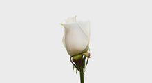 Load and play video in Gallery viewer, Hybrid Tea Roses - White
