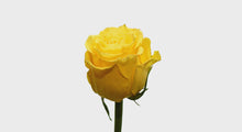 Load and play video in Gallery viewer, Hybrid Tea Roses - Yellow
