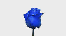 Load and play video in Gallery viewer, Specialty Roses - Blue
