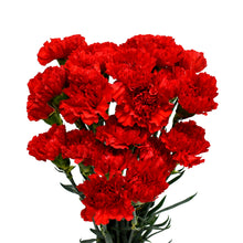 Load image into Gallery viewer, Red Carnations
