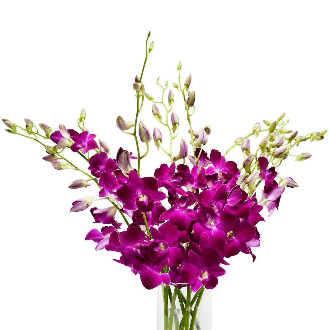 Miss Singapore Dendrobium Purple Orchids