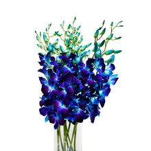 Load image into Gallery viewer, Tinted Blue Dendrobium Sonia Orchids
