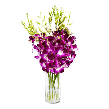 Load image into Gallery viewer, Sonia Dendrobium Purple Orchids

