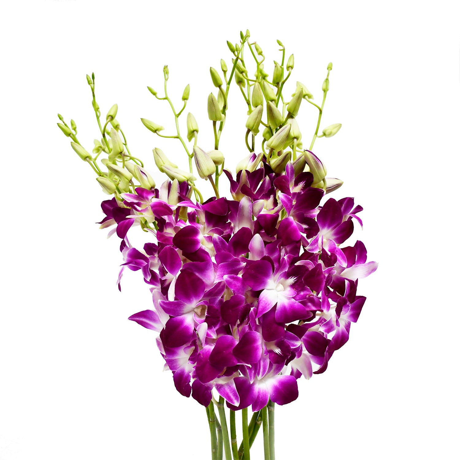 Sonia Dendrobium Purple Orchids – eflowerwholesale