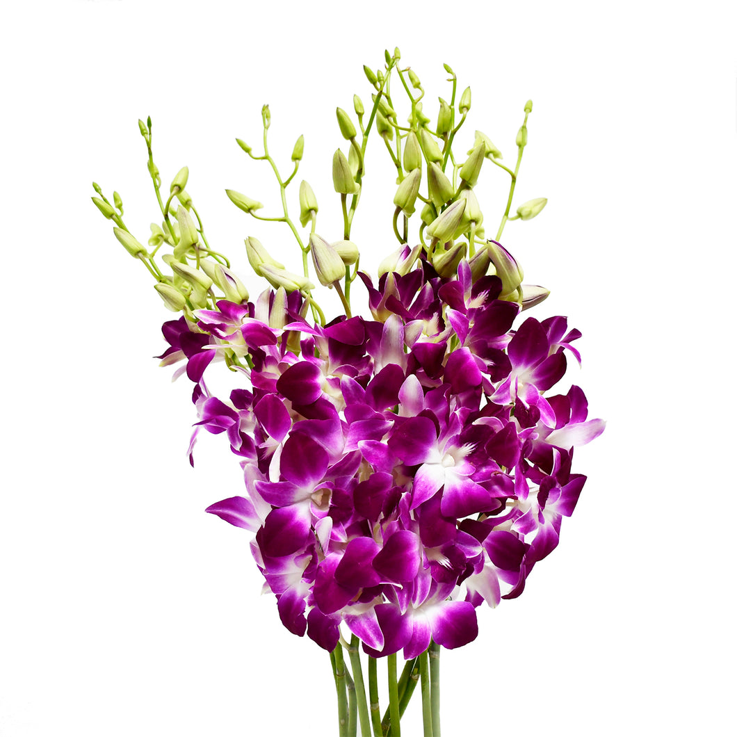 Sonia Dendrobium Purple Orchids