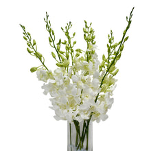 Load image into Gallery viewer, White Dendrobium Orchids
