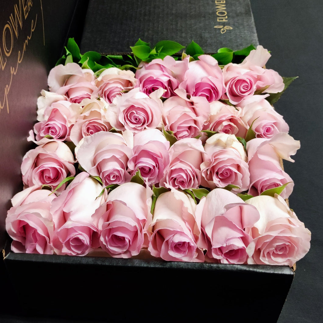 Hybrid Tea Roses - Light Pink