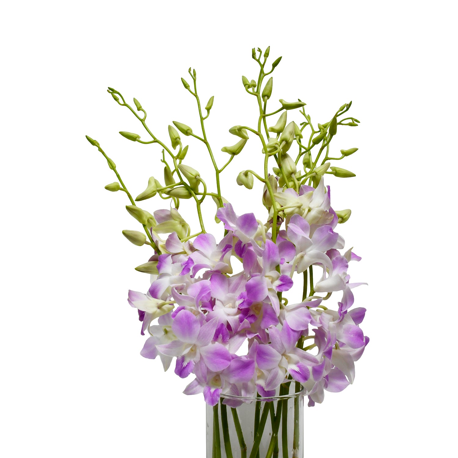 Orchid様リクエスト Sakura Light Pink/Lavender Dendrobium Orchids – eflowerwholesale