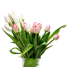 Load image into Gallery viewer, Light Pink Tulips
