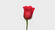 Load and play video in Gallery viewer, Hybrid Tea Roses - Red
